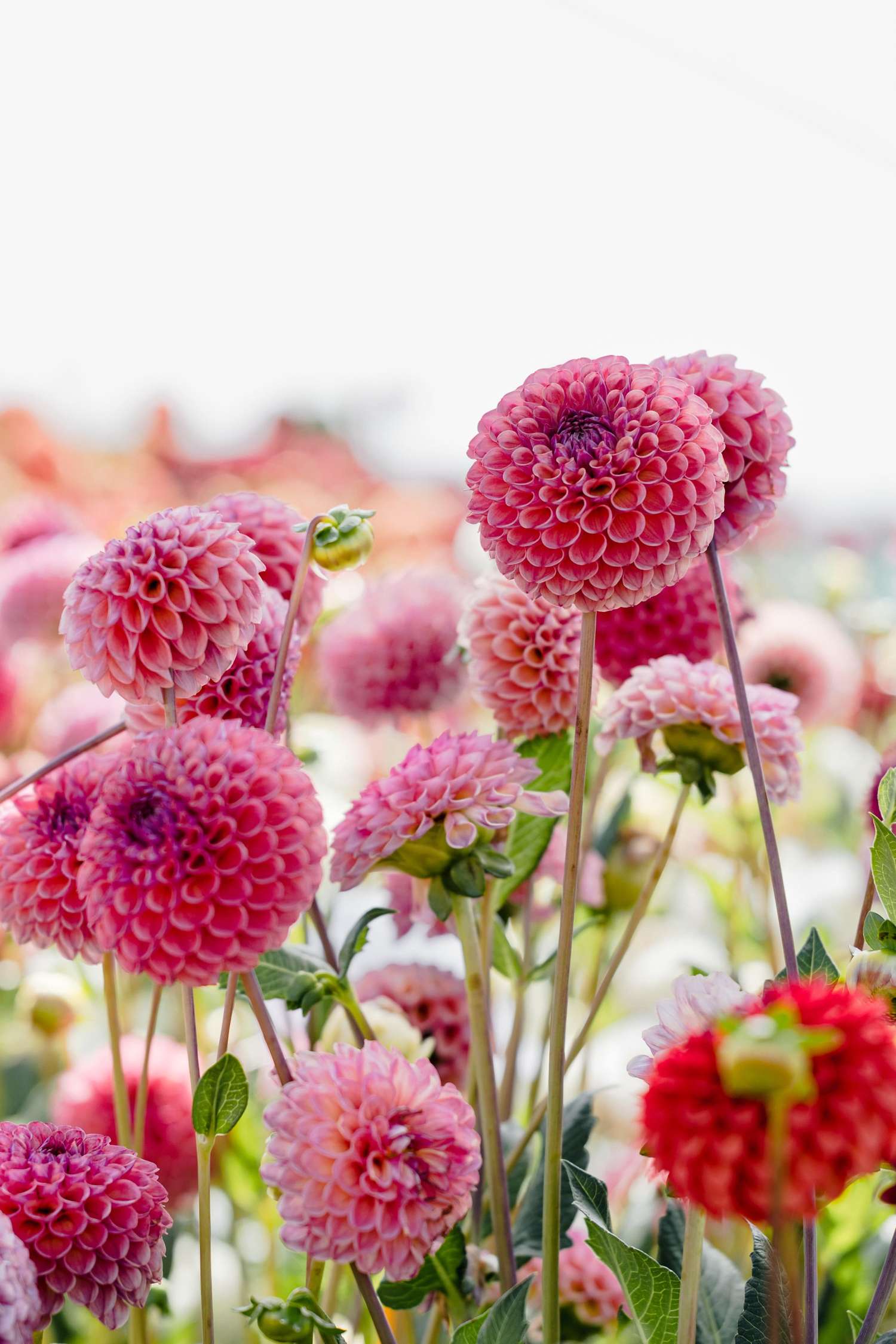 Dahlia 'Caitlin's Joy'